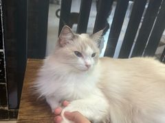 -豆逗聊愈猫阁Easy Life