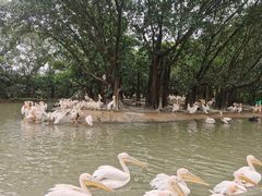 -广州长隆飞鸟乐园
