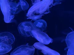 -欢乐海岸海洋奇梦馆
