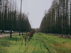 -黄海国家森林公园