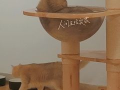 -有喵·猫咖·狗咖·30几只猫10只小狗(岗厦店)