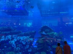 -迪拜水族馆及水下动物园