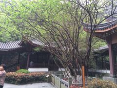 老龙井御茶园(老龙井店)-十八棵（老龙井）御茶园(老龙井店)