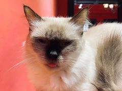 -猫色咖啡·猫咖