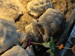 -上海大自然野生昆虫馆(东方明珠·爬宠昆虫探索中心)