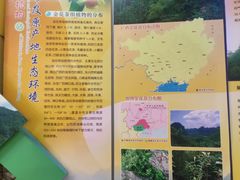 -金花茶公园