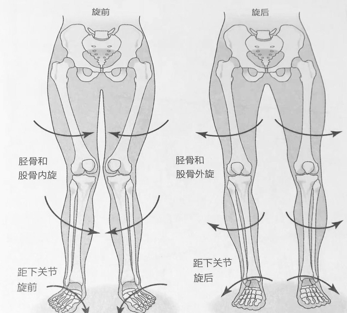 带你了解下肢力线
