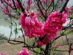 -南国桃园旅游度假区