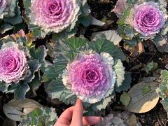 -杭州植物园