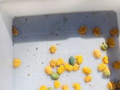 -哈尔滨道外花鸟鱼市场