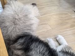 -李小姐の猫咖啡馆(五角场店)