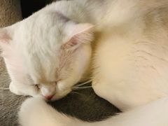 -猫小院猫主题餐厅(三里屯店)