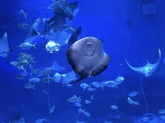 -烟台海昌鲸鲨海洋公园