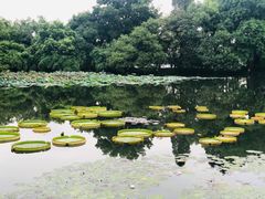 -西湖游船