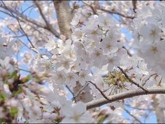 -高东镇樱花园