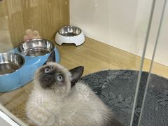 -青奢宠物·青奢猫舍