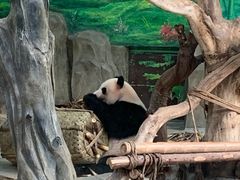-灵玲国际马戏城