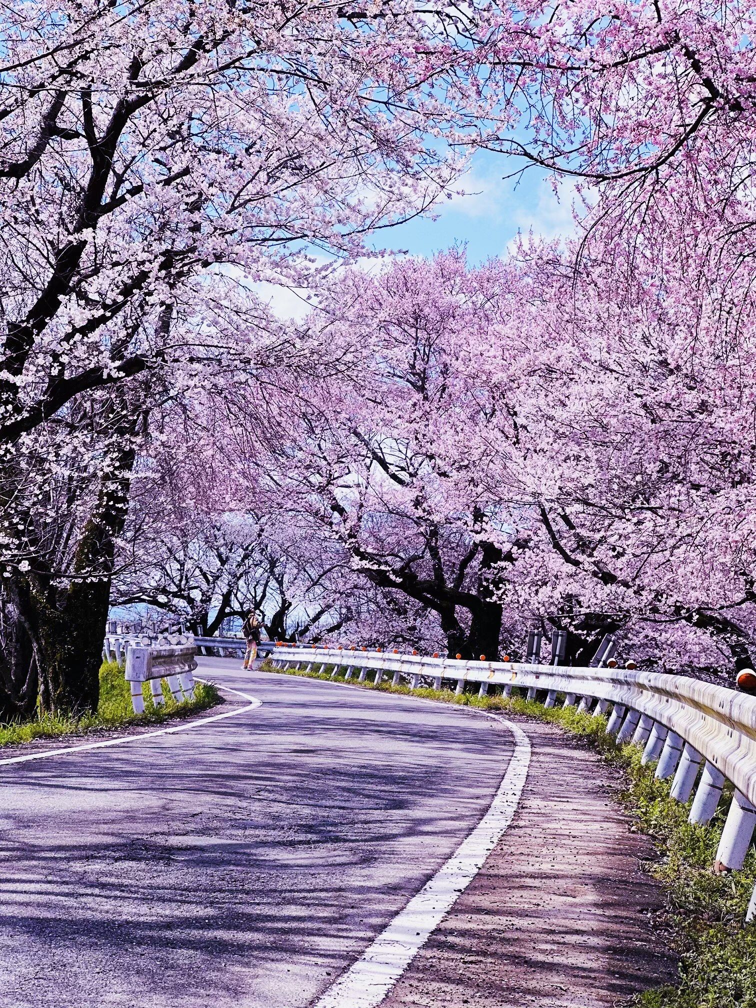 以为这次来日本看不到樱花了
天气异常的冷
前段时间还下雪,暴雨