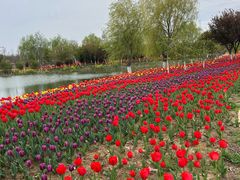 -泗洪洪泽湖湿地景区