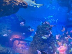 -海合安武汉极地海洋公园