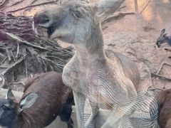 -深圳野生动物园