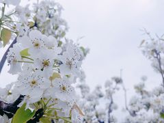 -广富林郊野公园