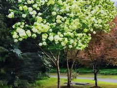 -上海滨江森林公园
