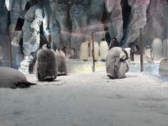 -帝企鹅自助餐厅•儿童岛•真企鹅(长隆企鹅酒店)