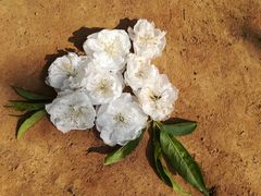 -南国桃园旅游度假区