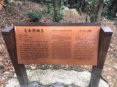-香雪海