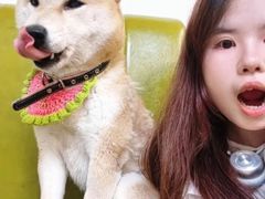 -是阿柴呀！柴犬咖啡·爱喵喵猫咖