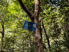 -天目山大树王景区