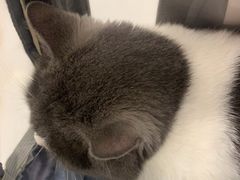 -瑞鹏宠物医院·骨科·猫科·内科(第一中心)