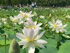 -莲花池公园