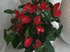 -红樱桃月嫂育婴师(徐汇总店)