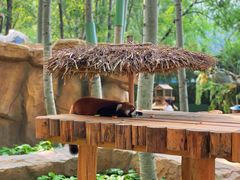 -北京野生动物园