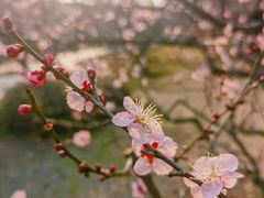 -梅花山(明孝陵内)