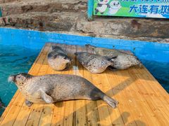 -大连圣亚海洋世界