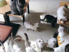 -猫咪咖啡店(新城大街店)