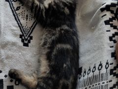 -平行世界·猫咖(首经贸店)
