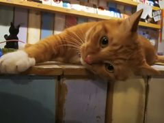 -小时光咖啡馆(开森度假森林店)