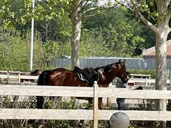 -北京群众马术培训基地