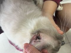 -瑞派福兴宠物医院犬猫全科·骨科·中西医结合(河东店)