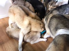 -Husky Go! 哈士奇体验馆·宠物咖啡厅狗咖