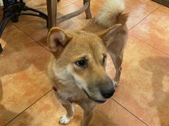 -more than meow吴止猫主题餐厅(承德 中船汇店)