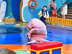 -海合安武汉极地海洋公园