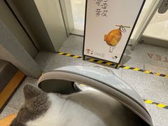 -喜茶(深圳喜荟城店)