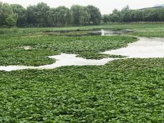 -荷塘月色湿地公园·向阳花洲