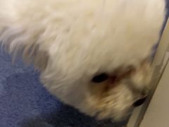 -瑞鹏宠物医院·爱宠堂(环西分院)