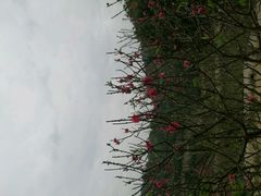 -南国桃园旅游度假区